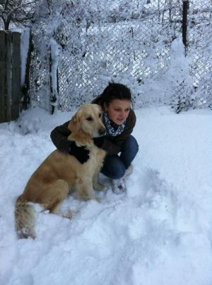 VAND PUI GOLDEN RETRIVER