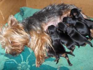 vand catei yorkshire terrier mini toy