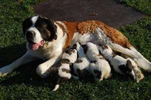 vand Saint Bernard