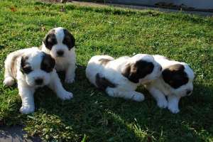 vand Saint Bernard