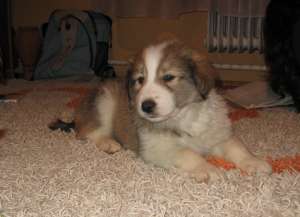 Vazare caini Collie