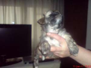 vand bichoni maltese