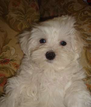 vand catel bichon maltes 2 luni