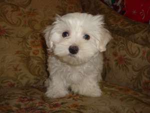 vand catel bichon maltes 2 luni