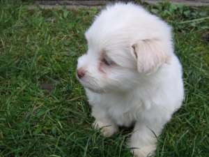 bichon bolonez albi