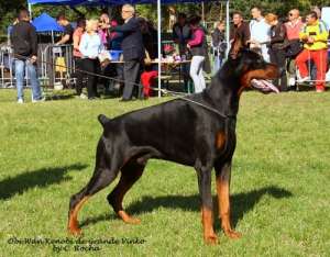 pui dobermann