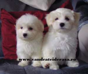Bichon Maltez de vanzare si alte 50 de rase de catei !!!