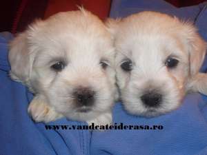 Bichon Maltez de vanzare si alte 50 de rase de catei !!!