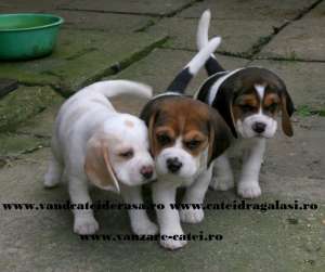 Beagle si peste 50 de rase de catei de vanzare !