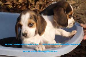 Beagle si peste 50 de rase de catei de vanzare !