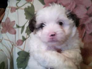 vand bichon maltez