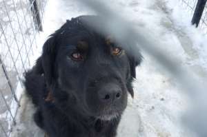 catel negru,  metis de rottweiler