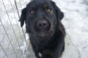 catel negru,  metis de rottweiler
