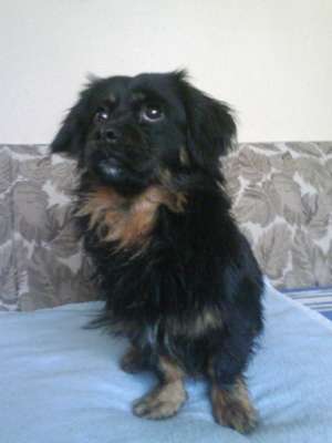 Donez pekinez mascul URGENT!!!