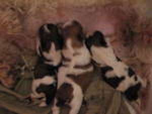 pui shih-tzu