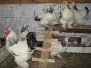 vanzari gaini de rasa si oua de incubat