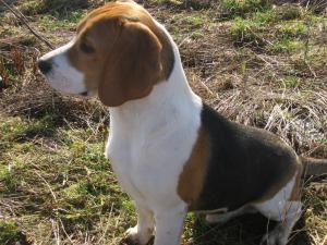 Beagle mascul de 6 luni