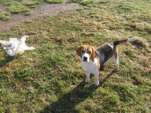 Beagle mascul de 6 luni