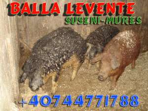 purcei mangalita