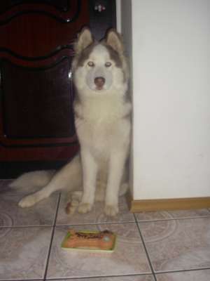 husky siberian