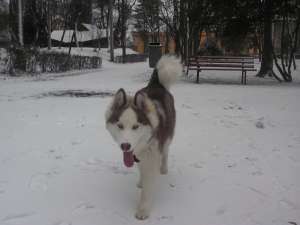 husky siberian