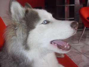 husky siberian