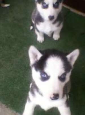 vand 9 catelusi Husky