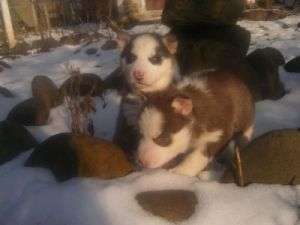 vand 9 catelusi Husky