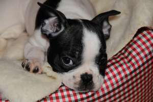 Vand pui bulldog francez (rasa pura)...