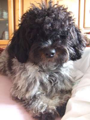 ofer caniche-bichon pt monta