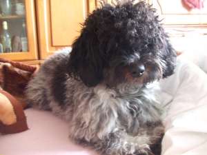 ofer caniche-bichon pt monta