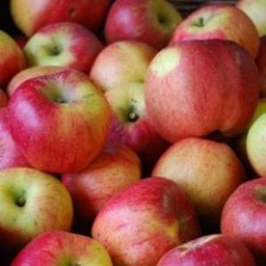 PEPINERA POMICOLA-VAND POMI FRUCTIFERI ALTOITI CERTIFICATI AUTOHTONI