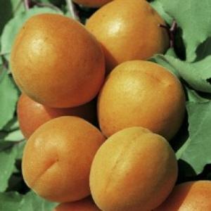 PEPINERA POMICOLA-VAND POMI FRUCTIFERI ALTOITI CERTIFICATI AUTOHTONI
