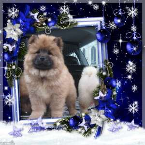 Vand CHOW-CHOW superb,   ieftin