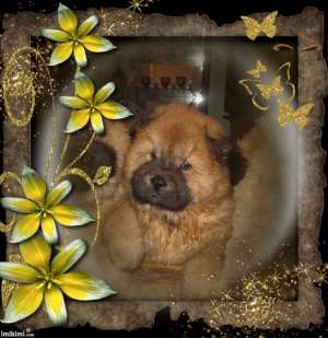 Vand CHOW-CHOW superb,   ieftin