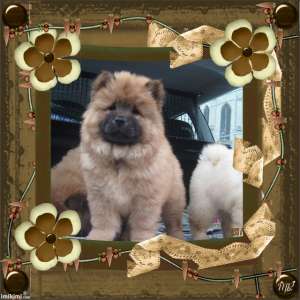 Vand CHOW-CHOW superb,   ieftin