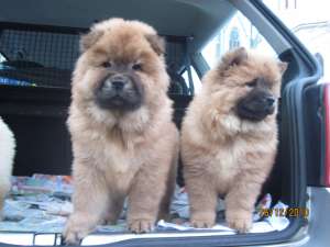 Vand Urgent CHOW-CHOW superbi,  ieftin