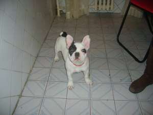 Vand BULLDOG FRANCEZ