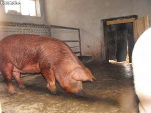 vand porci