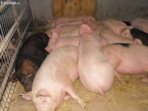 vand porci
