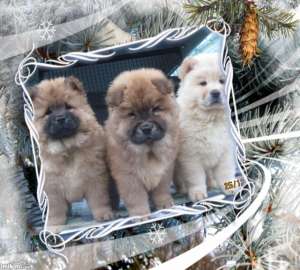 Vand Urgent CHOW-CHOW superbi