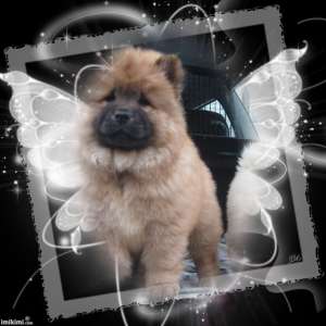 Vand Urgent CHOW-CHOW superbi
