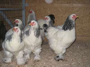 BRAHMA HERMINAT DESCHIS SI POTARNICHIU