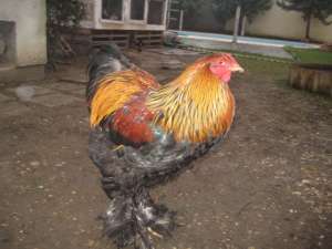 BRAHMA HERMINAT DESCHIS SI POTARNICHIU