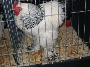 BRAHMA HERMINAT DESCHIS SI POTARNICHIU