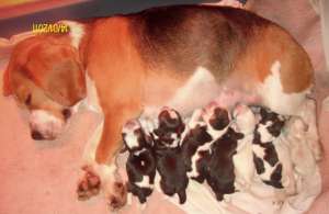 pui beagle cu pedigree
