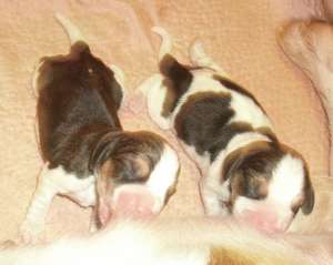 pui beagle cu pedigree