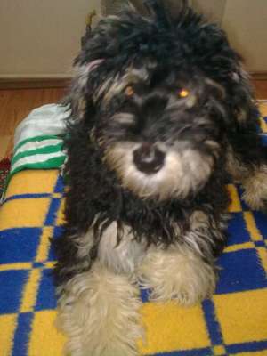 Vand Caniche