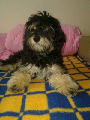 Vand Caniche