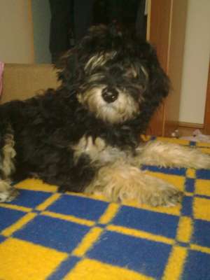Vand Caniche